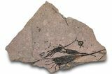 Eocrinoid (Ascocystites) Mortality Plate - Ordovician #306200-1
